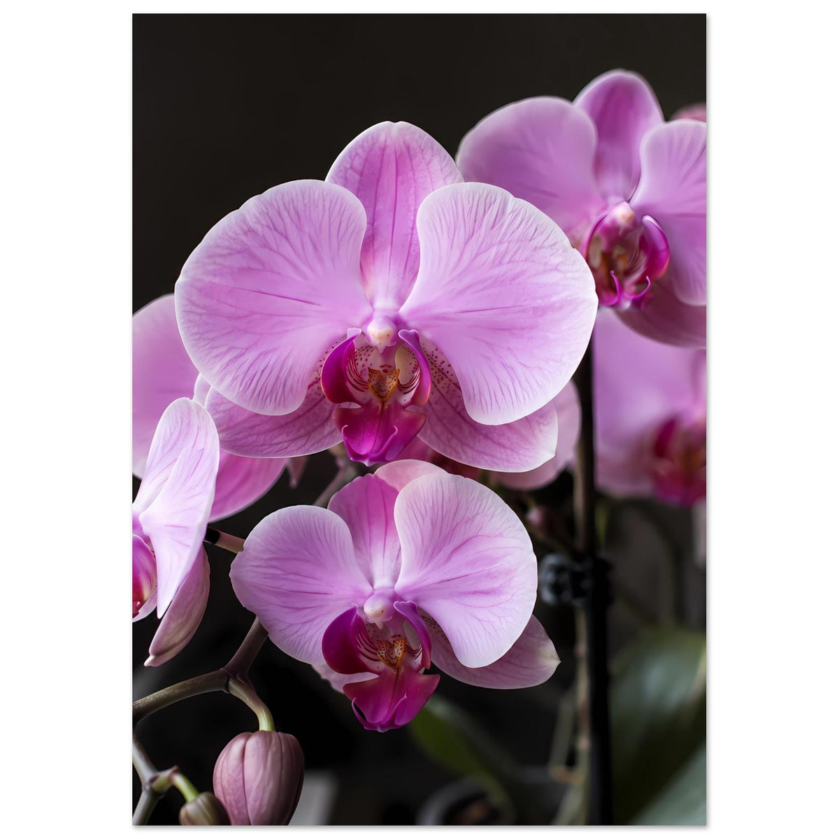 Orchideenblütenposter im Hochformat: lila-rosa Blüten mit dunklen Zweigen im Bild