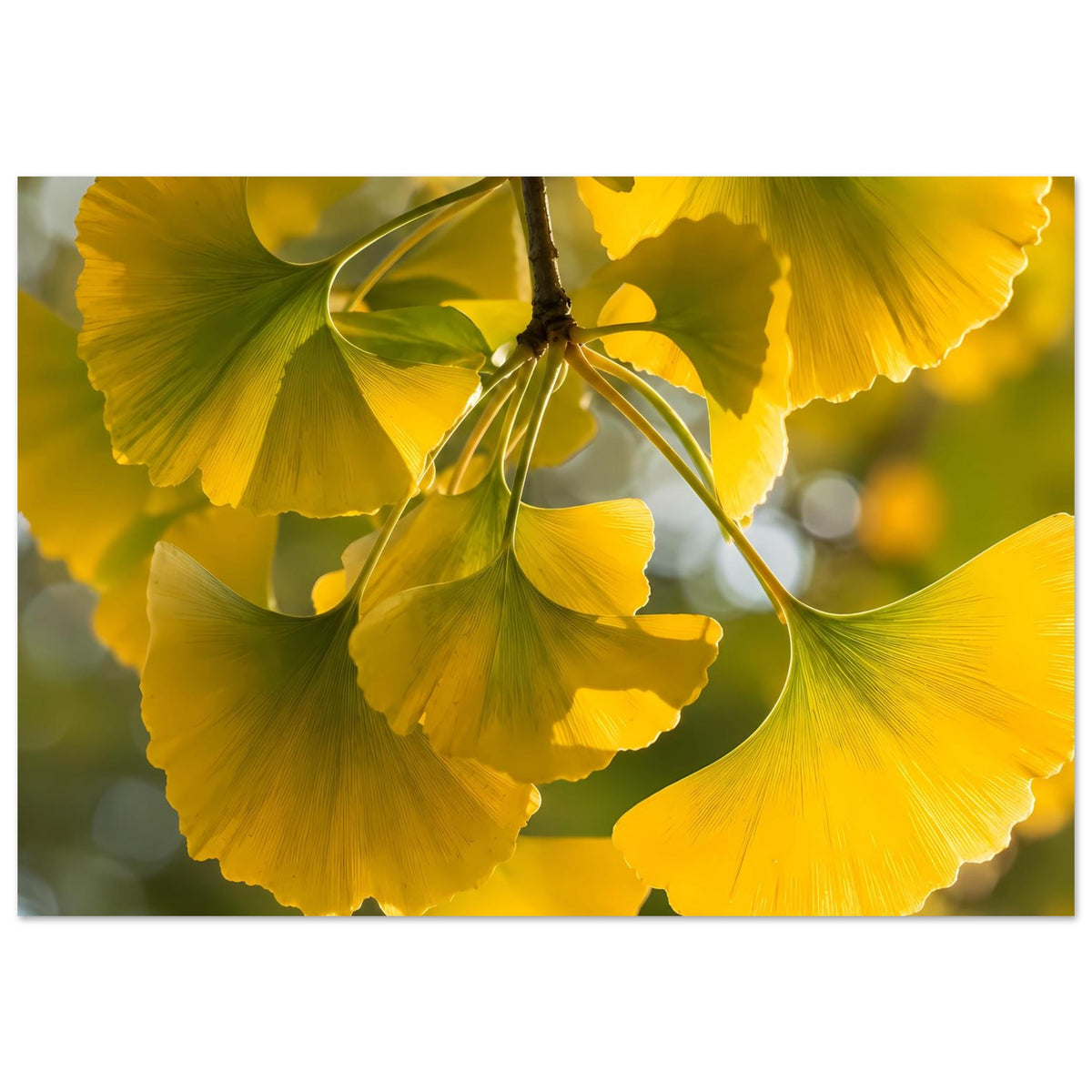 Poster mit gelben Ginkgoblättern an einem Zweig, Nahaufnahme im Querformat