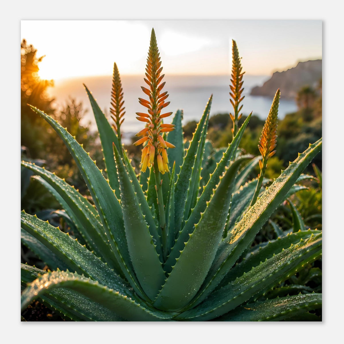 Quadratisches Poster mit Aloe-Vera-Rosette, grünen Blättern und orangegelben Blütenstängeln