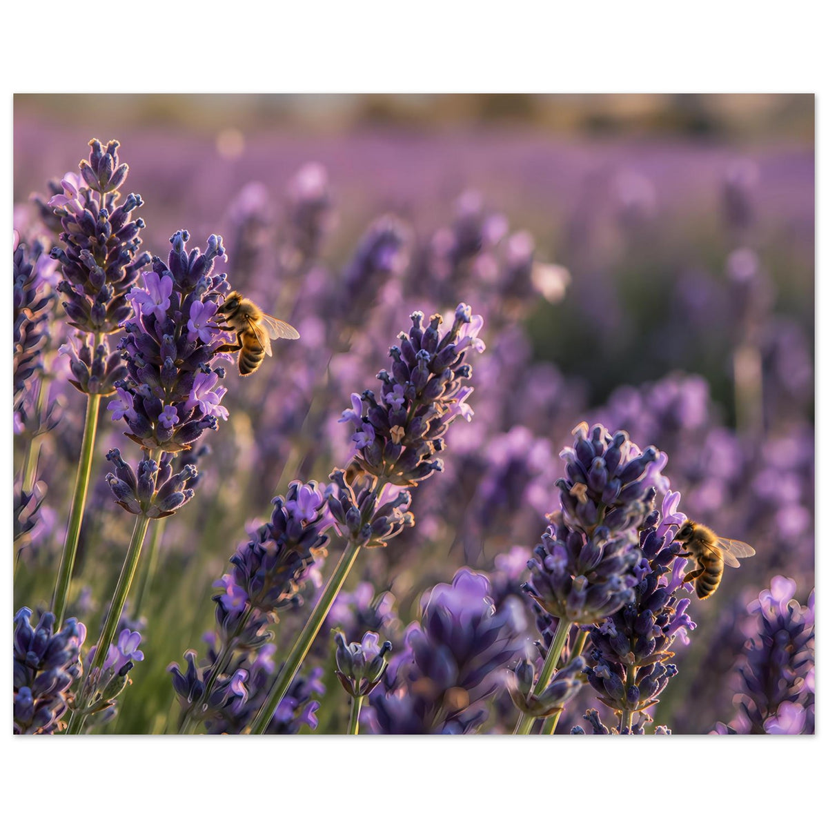 Poster mit Lavendelblüten und Bienen, rechte Seite mit scharfem Blütenstand