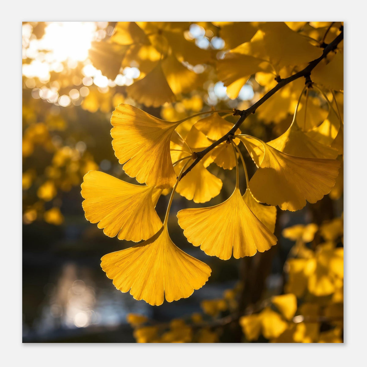 Botanisches Poster mit gelbem Ginkgo-Blattcluster und dunklem Zweig im Vordergrund.