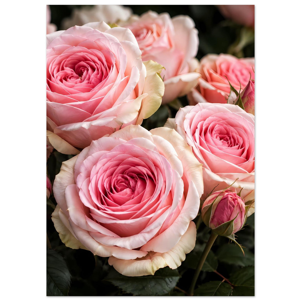 Poster mit rosa Rosen, zentrale Blüte und weitere Blüten sowie Knospen im Bild