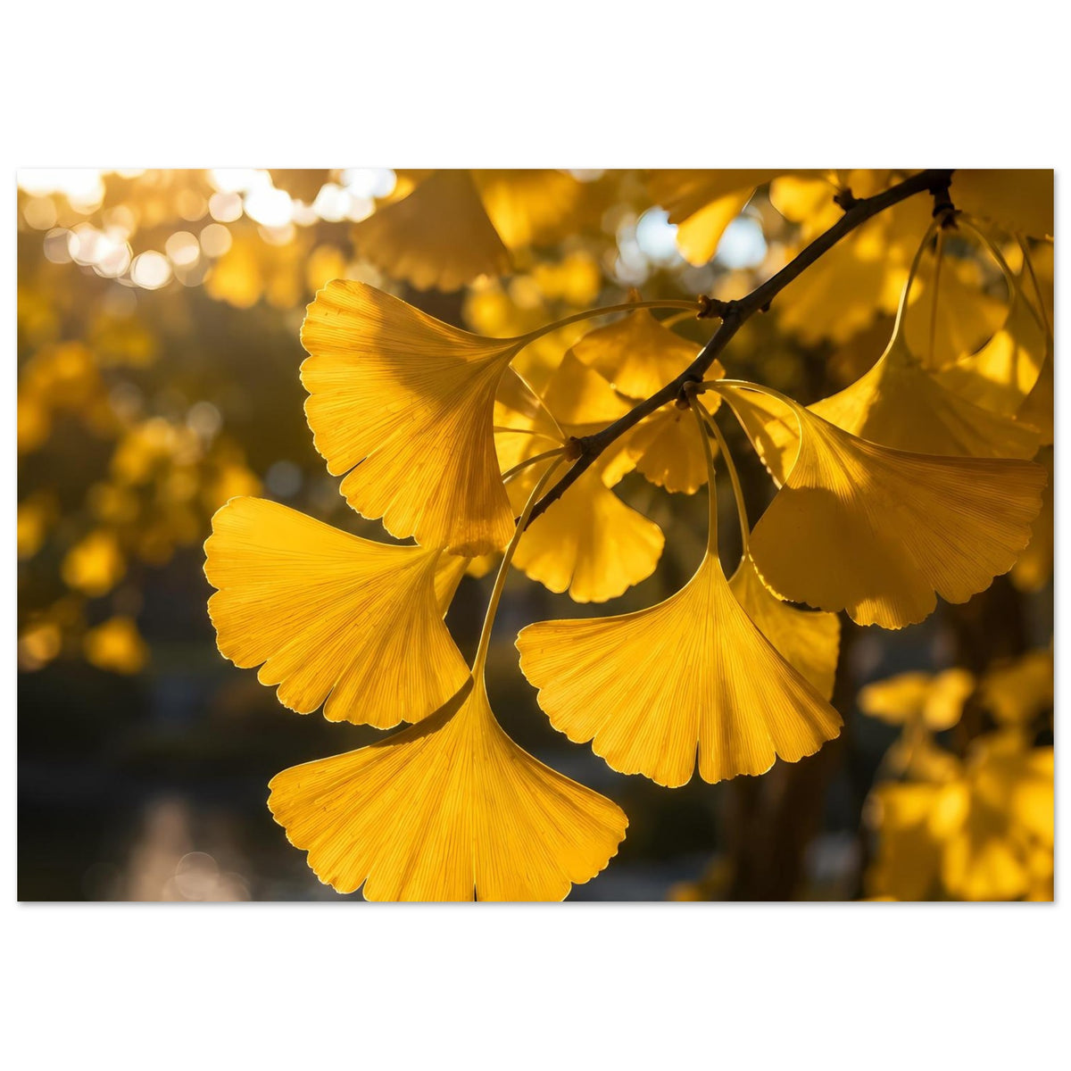 Botanisches Poster mit gelb-goldenen Ginkgoblättern am Ast, klare Blattumrisse