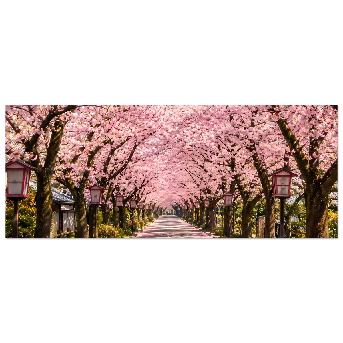 Poster im Querformat mit Kirschblütenallee, rosa Blüten über der Straße und Laternen