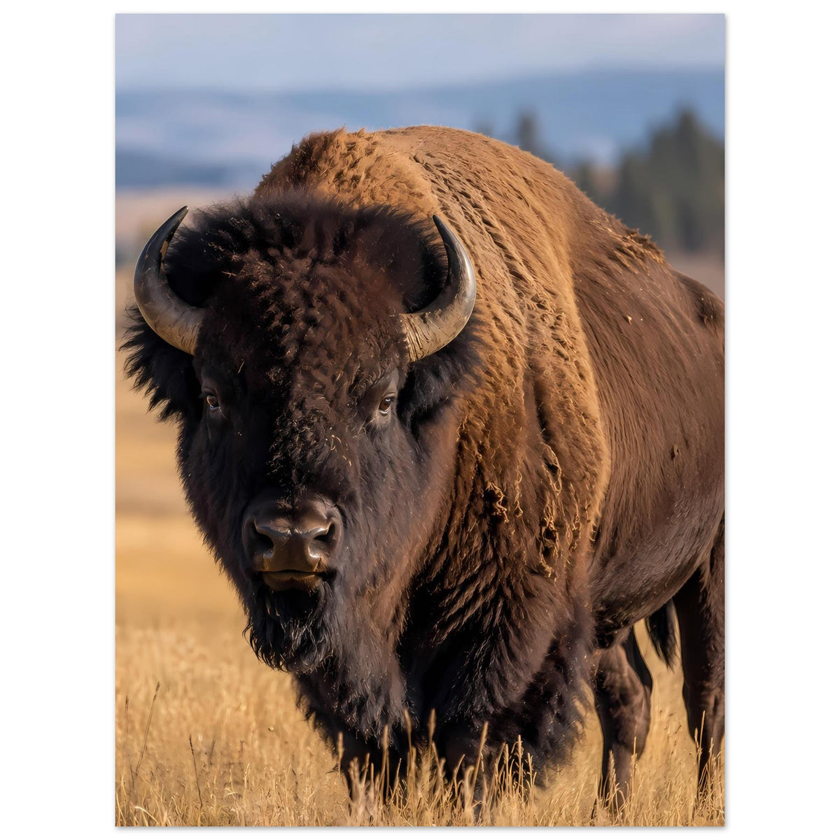 Bison-Wildlife-Poster: Nahaufnahme eines Büffels mit braunem und schwarzem Fell im Grasfeld.