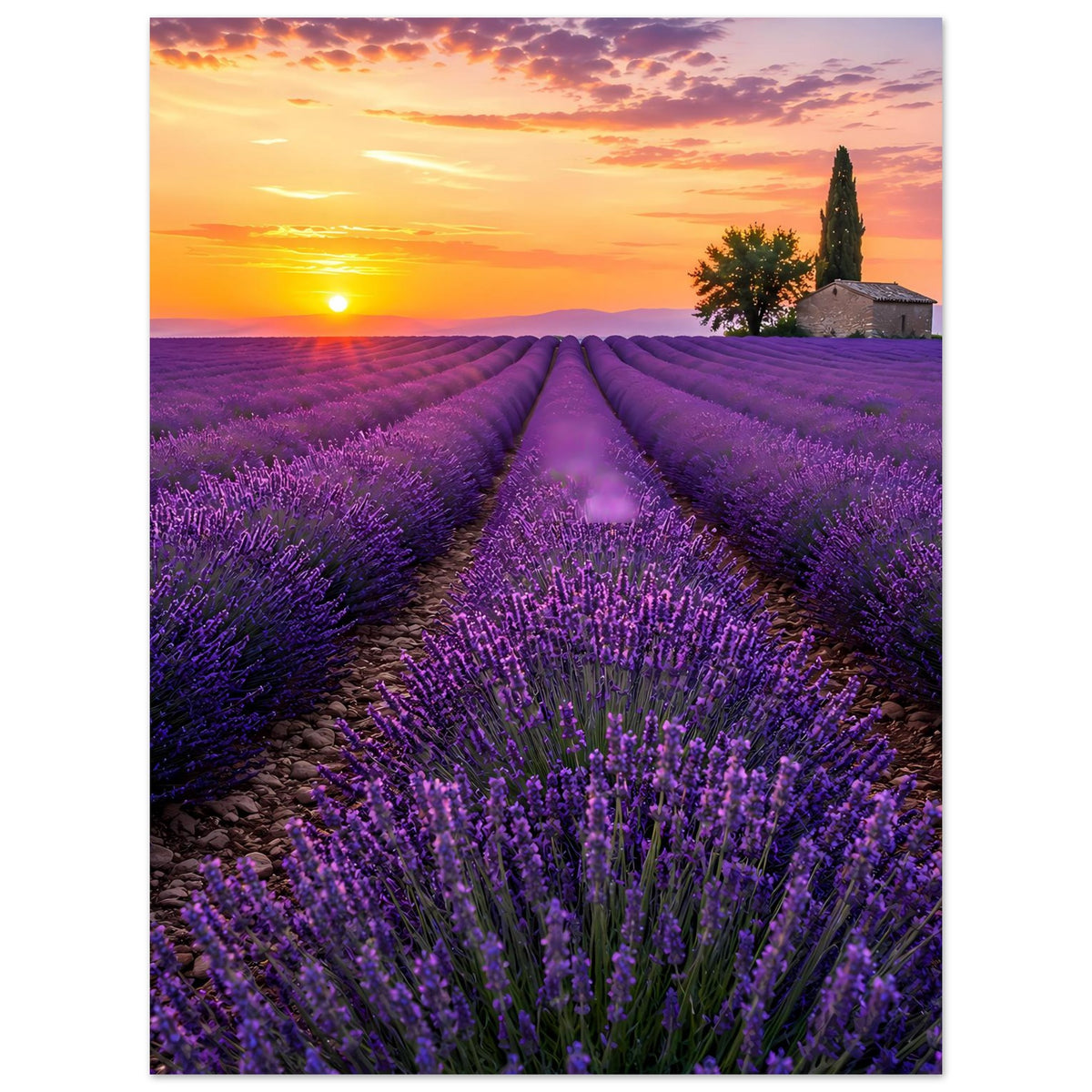Lavendelfeld-Poster mit Sonnenuntergang, violettem Blütenmeer und Weg in perspektivischer Ansicht