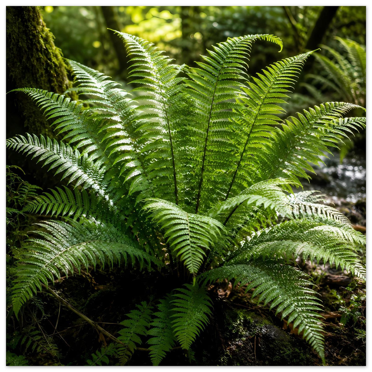 Botanisches Naturposter mit grünen Farnwedeln, Wedelbüschel mit dunklem Mittelbereich