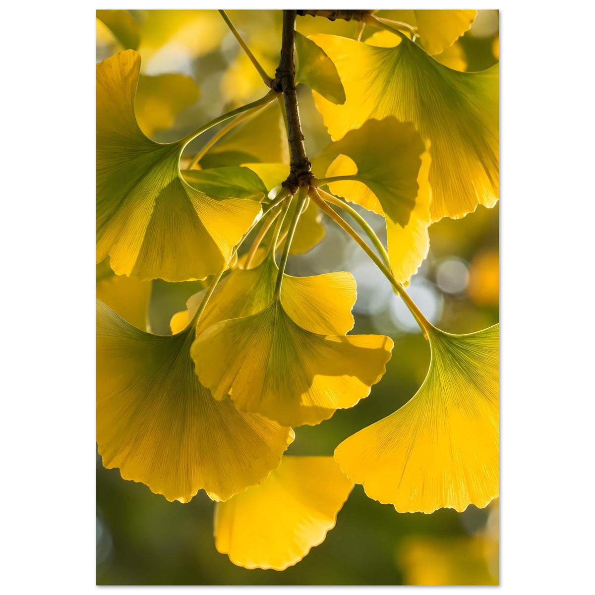 Poster mit Ginkgoblättern am Ast, gelbe Blätter im Detail, hochformatiges Motiv