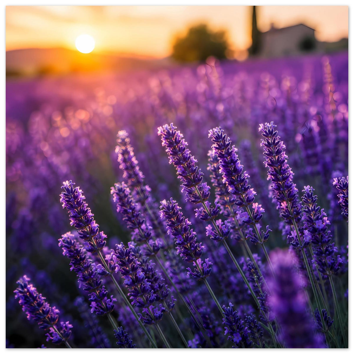 Lavendelblüten-Poster mit lila Blütenrispen und goldenem Sonnenuntergang im Hintergrund