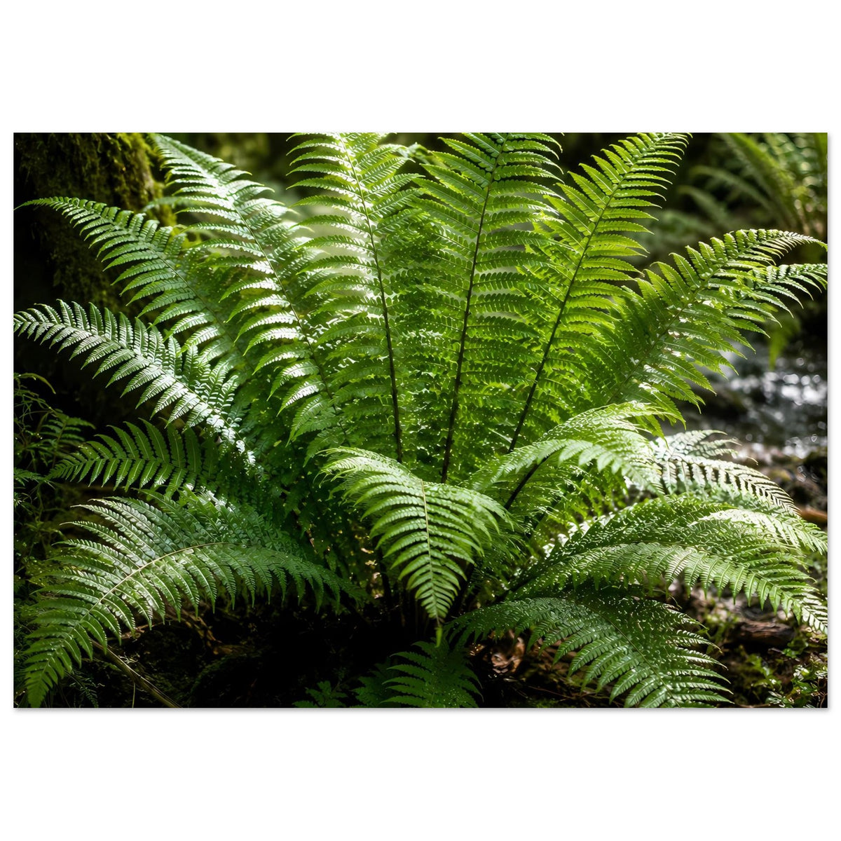 Botanisches Naturposter mit grünen Farnwedeln, helles Leuchten zwischen Farnblättern
