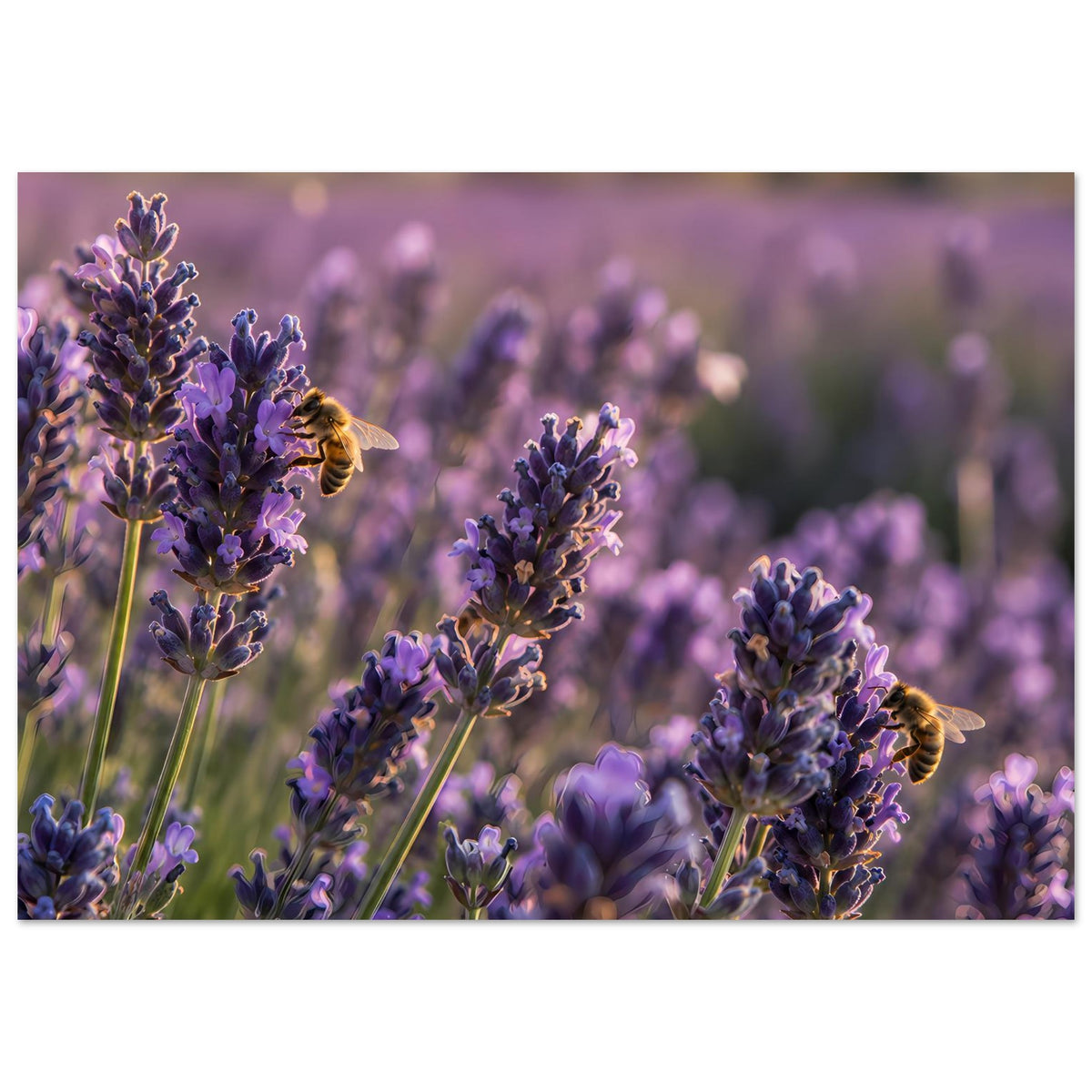 Lavendelblüten-Poster mit Bienen, horizontale Aufnahme der lila Blütenrispen