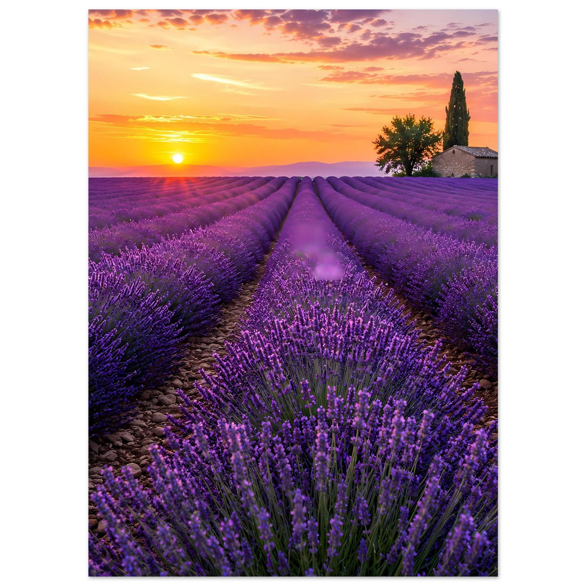 Poster mit Lavendelfeld in Lila, Sonnenuntergang über den Feldern und Wegperspektive