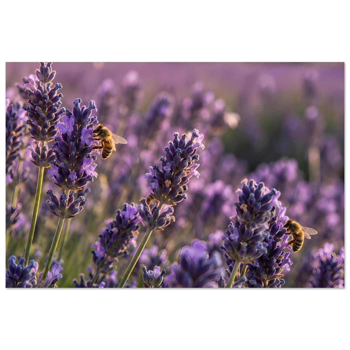Lavendelblüten-Poster mit lila Blütenähren und Biene, horizontal