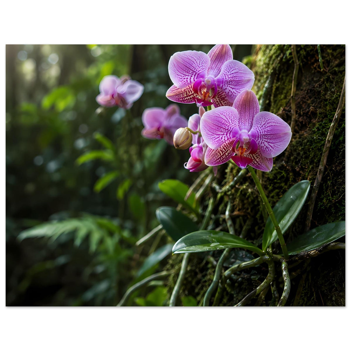 Botanisches Orchideen-Poster mit violetten Orchideenblüten, breite Ansicht im Rechteckformat