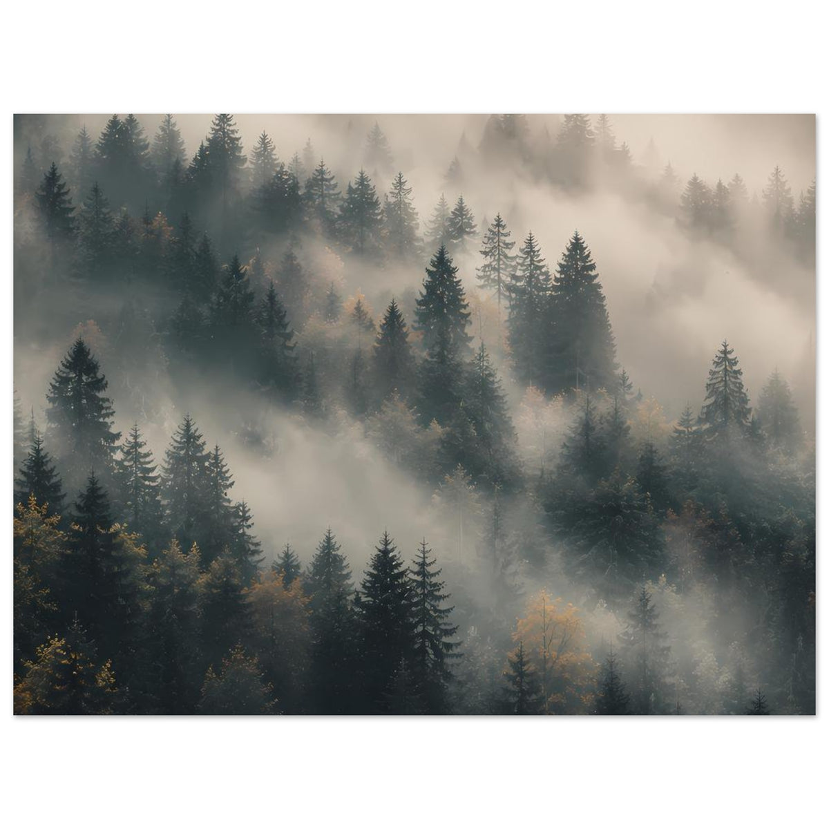 Poster mit Tannen im Nebel, ruhige Waldlandschaft mit hellen Nebelstreifen