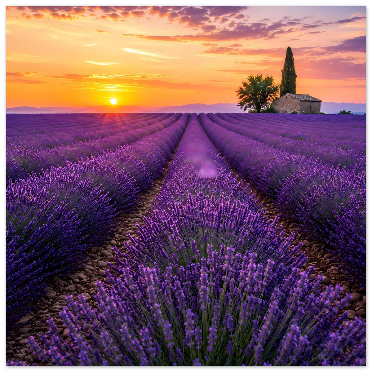Lavendelfeld-Poster im Querformat mit Sonnenuntergang, violetten Reihen und Pfad zur Bildmitte