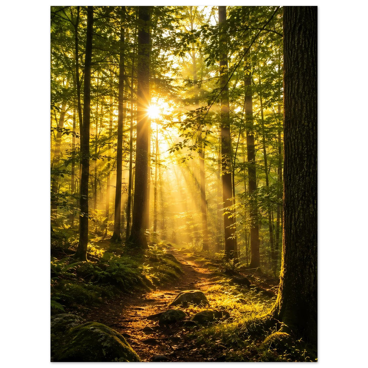 Poster mit Sonnenaufgang im Wald, warmen Lichtstrahlen durch hohen Bäume und Pfad im Moos