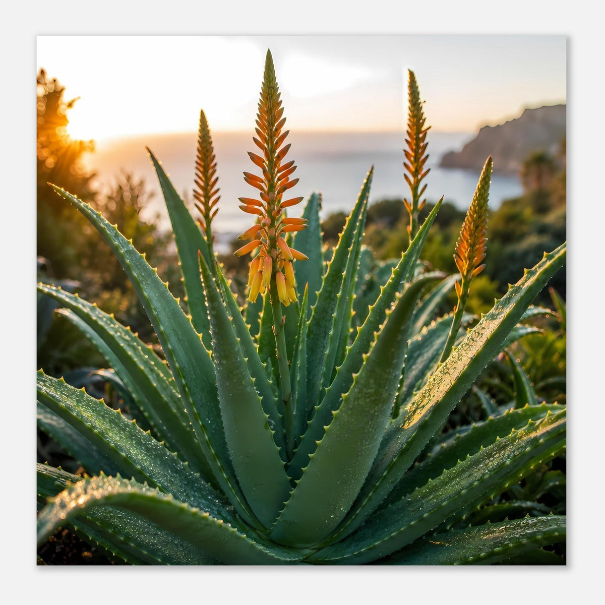 Poster mit Aloe-Blüte und breiter Blattspreizung, orangefarbene Blütenstiele