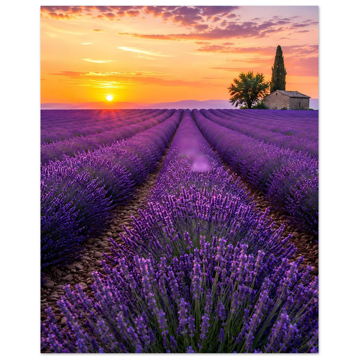 Hochformat-Poster mit Lavendelfeldern bei Sonnenuntergang, violette Reihen und Kirche rechts