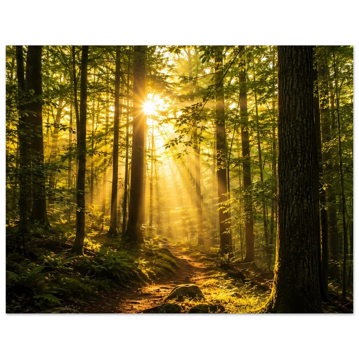 Poster Waldsonnenaufgang im Querformat, Sonnenstrahlen über dem Waldboden