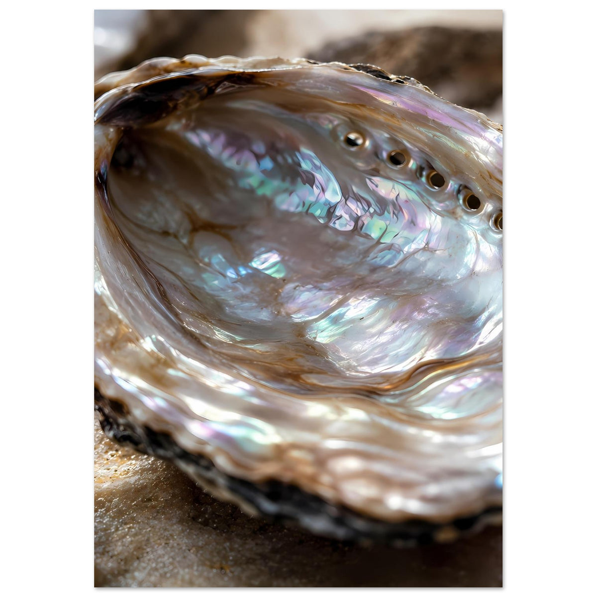 Poster im Hochformat: Abalone-Muschel mit Perlmuttglanz und dunkler Kante