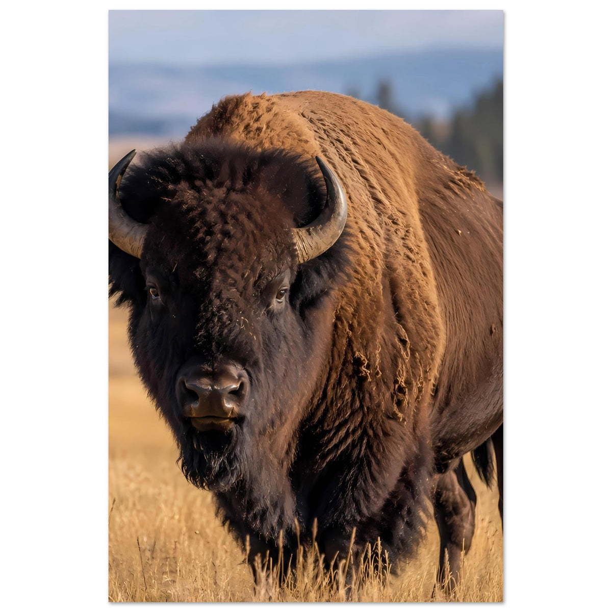 Bison-Wildlife-Poster mit Büffel im Hochformat, braunes Fell und dunkles Gesicht