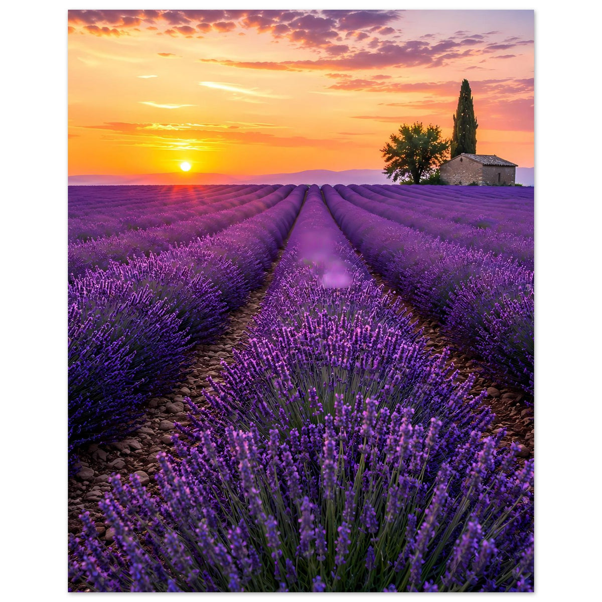 Lavendelfeld-Poster: violette Feldreihen, Sonnenuntergangshimmel und Pfad in der Mitte