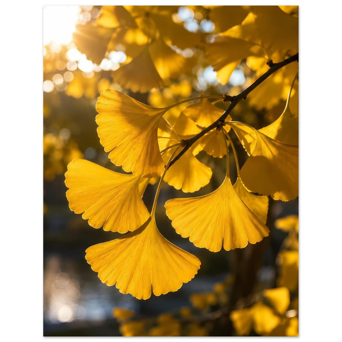 Botanisches Poster mit goldenen Ginkgoblättern an dunklem Ast, mehrere Blätter im Fokus