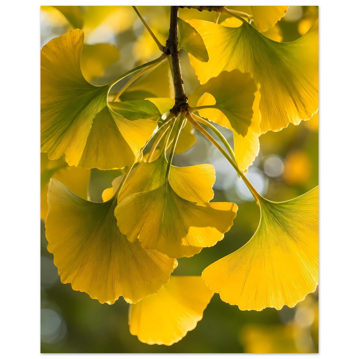 Poster mit gelben Ginkgoblättern an einem Zweig, zentrierte Nahaufnahme im Hochformat
