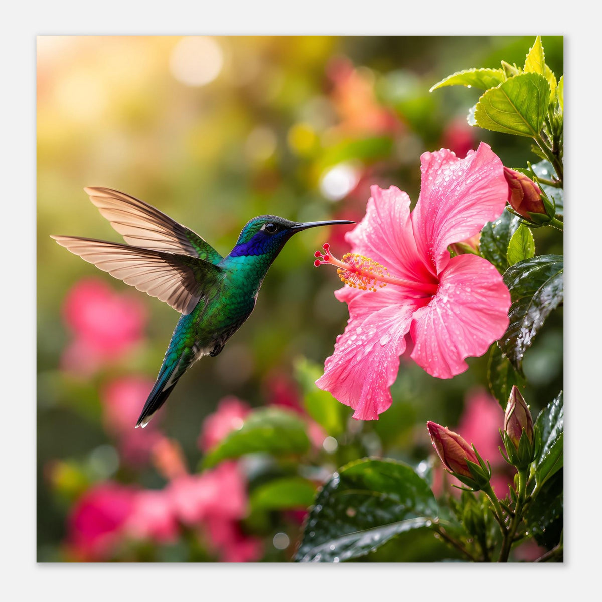 Quadratisches Naturposter mit Kolibri vor rosafarbener Hibiskusblüte und grünen Blättern