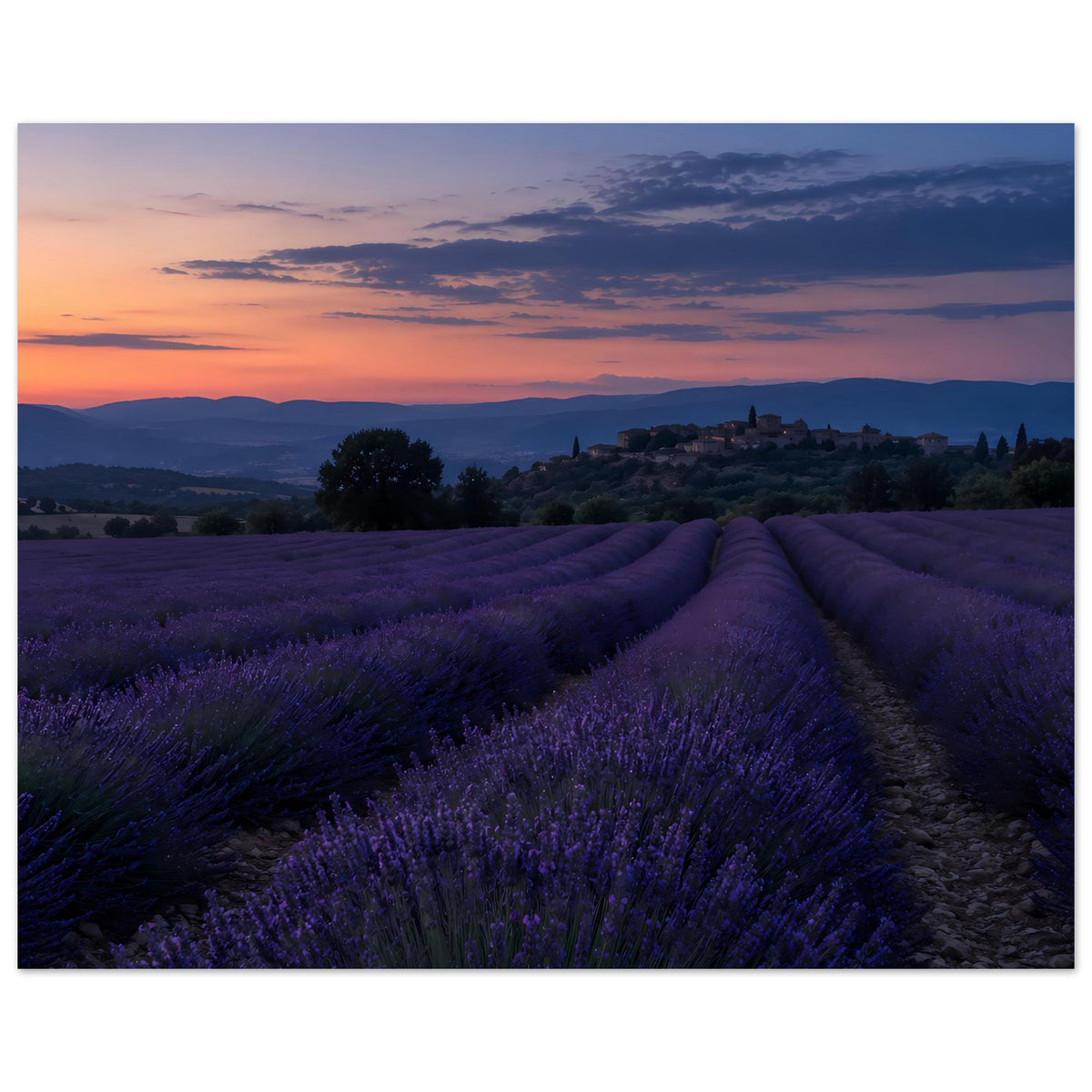 Quadratisches Poster mit Lavendelfeld und Sonnenuntergang über Hügeln, blau-violett