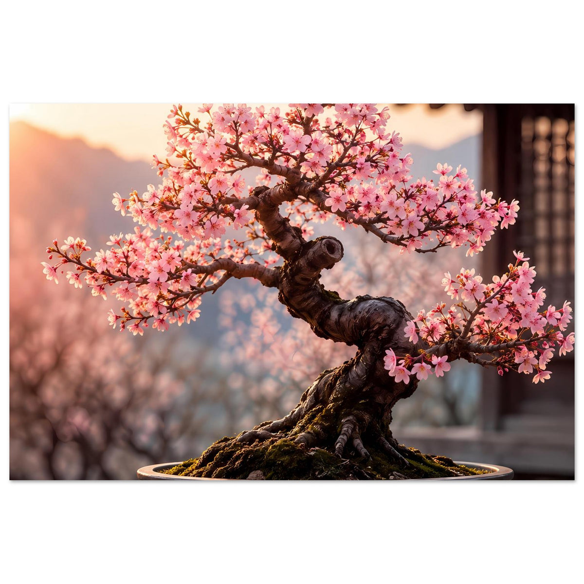 Bonsai-Poster: rosa Blütenkrone über dunkler Pflanzschale, gedrehter Stamm mittig