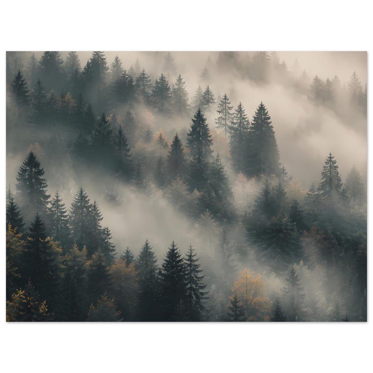 Poster im Querformat mit Tannenwald im Nebel, mehrere Tiefenschichten, kühler Farbton