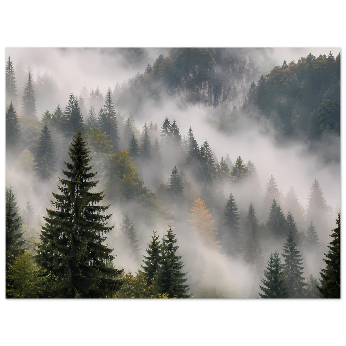 Waldnebel-Poster mit Tannenbäumen, breite Ansicht mit großer Vordergrund-Tanne