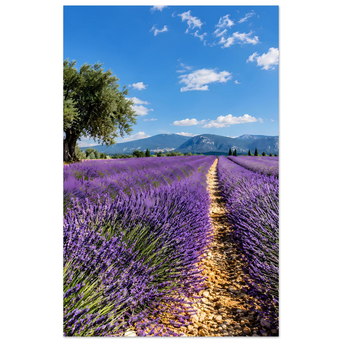 Poster im Hochformat mit Lavendelfeld und Feldweg, Baum am linken Rand