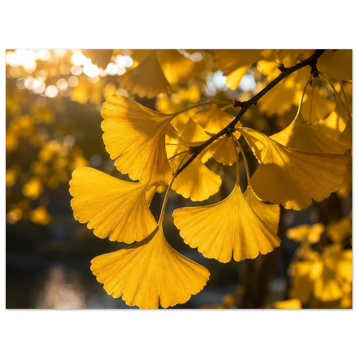 Botanisches Poster mit gelbem Ginkgo-Blattwerk auf dunklem Ast, mittiger Fokus.