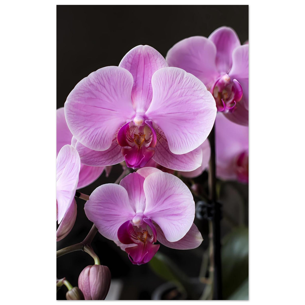 Poster mit Pastellrosa Orchideenblüten, drei Blüten und Knospen im Fokus