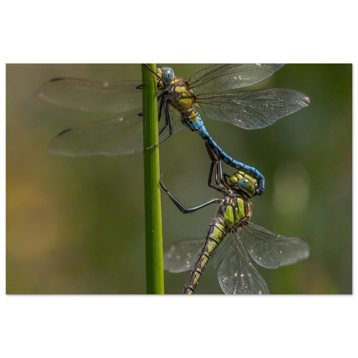 a9a15c76-7de8-47a7-bee5-40b6ef23118a
