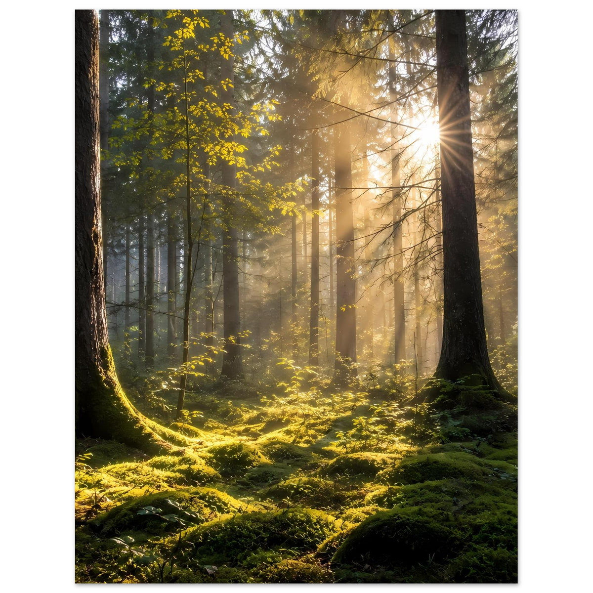 Waldposter im Hochformat: Sonnenstrahlen durch den Wald über moosigem Untergrund