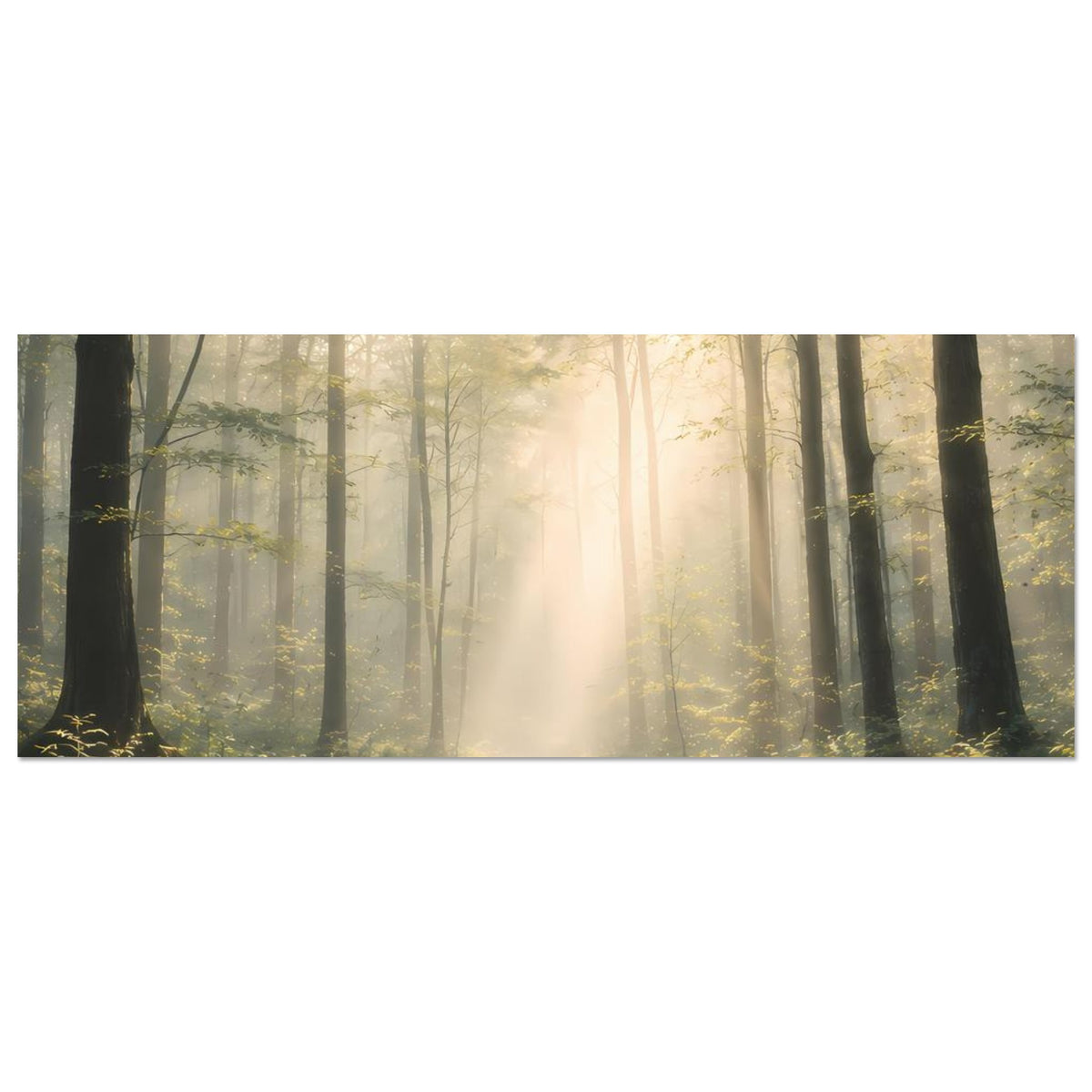 Horizontales Naturposter: Wald mit Lichtnebel und Bachlauf, Sonnenstrahlen, Baumstämme