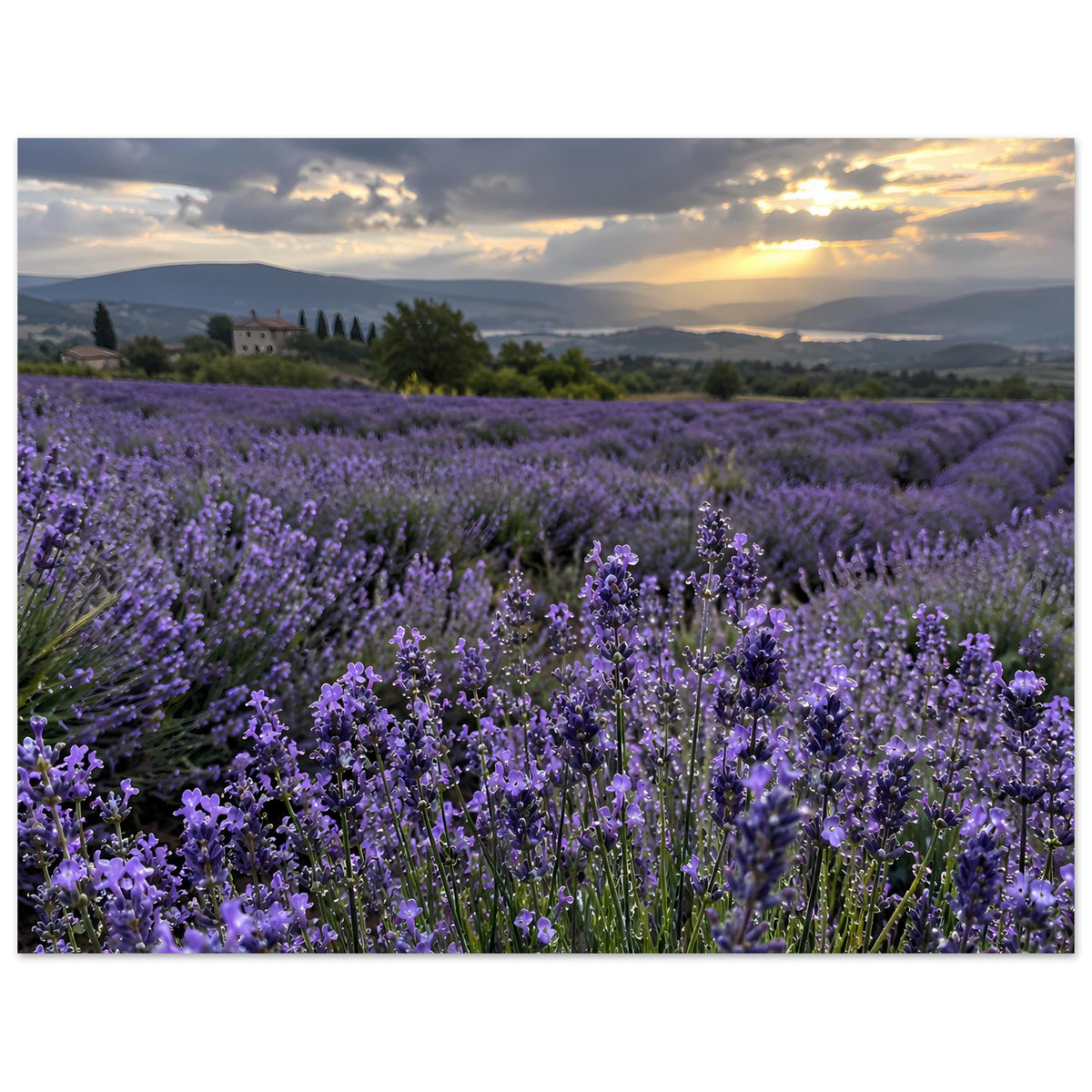 Hochformat-Poster mit Lavendelfeld in Violett, Sonnenuntergang über Hügeln