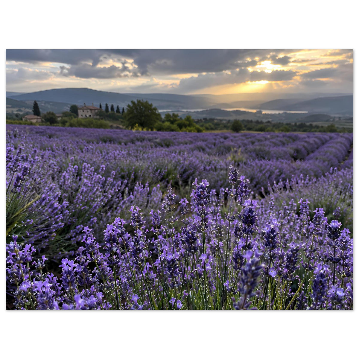 Horizontales Poster mit Lavendelfeld in Violett und Sonnenuntergang im Hintergrund