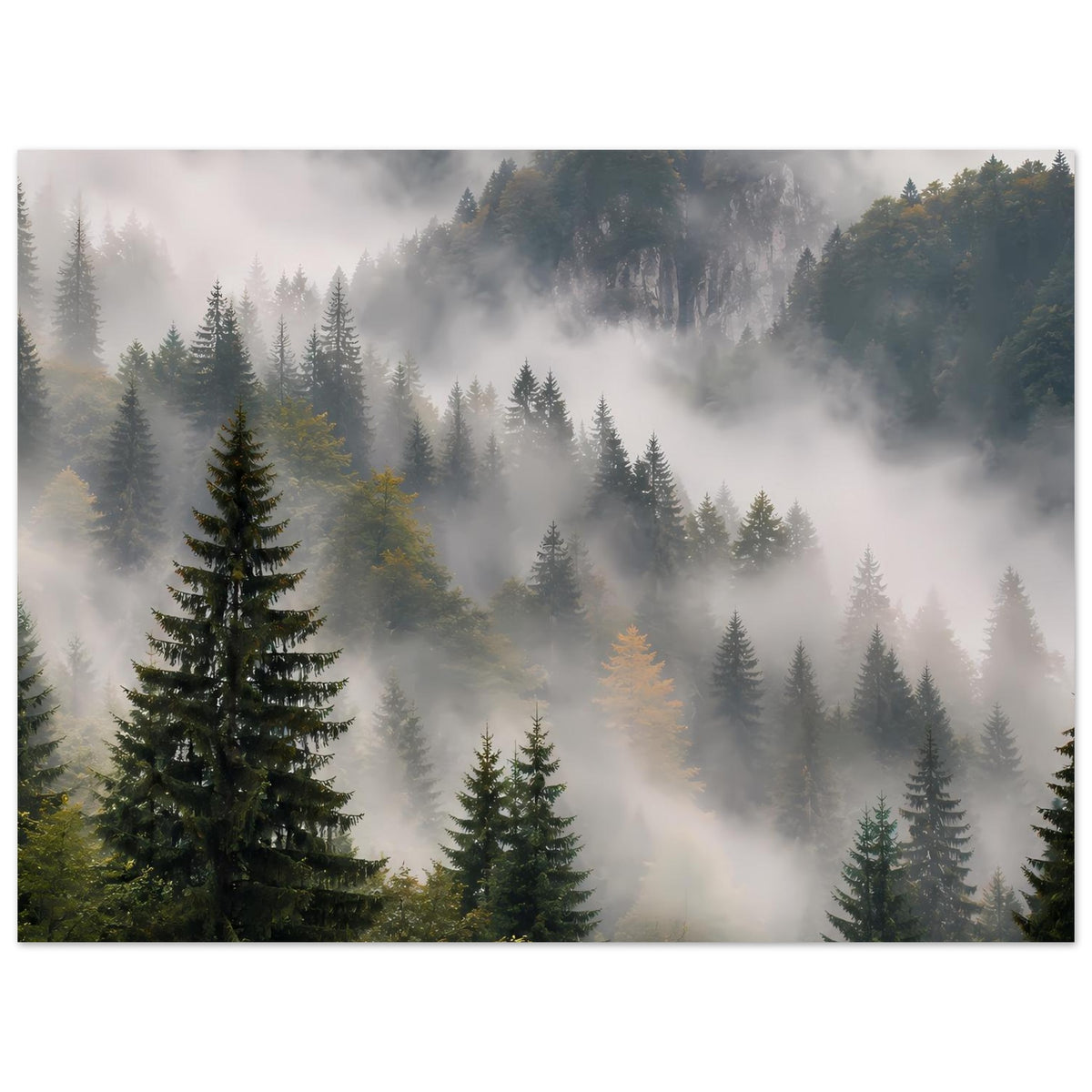 Poster im Querformat: Nadelwaldlandschaft mit Nebel und sanftem Licht, klare Bildtiefe