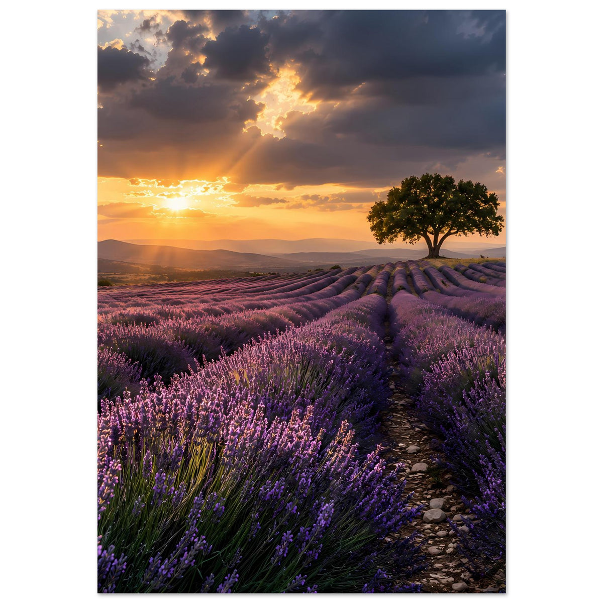 Poster mit Sonnenuntergang über Lavendelreihen, Baum rechts und Weg aus Steinen