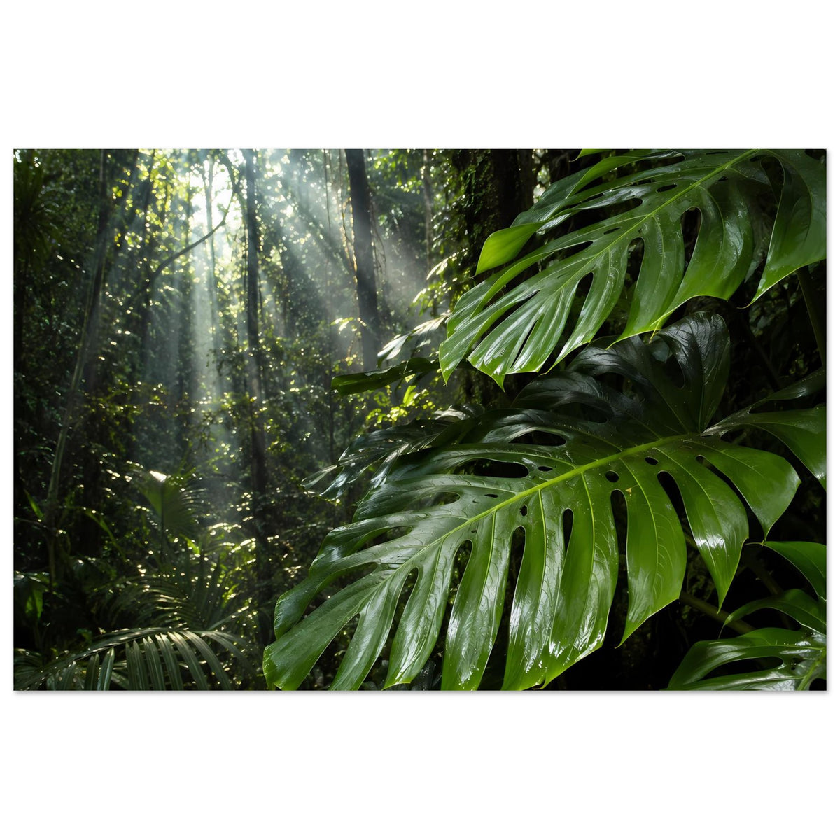 Dschungel-Poster mit Monstera-Blättern, dunklem Laub und hellem Licht im Wald