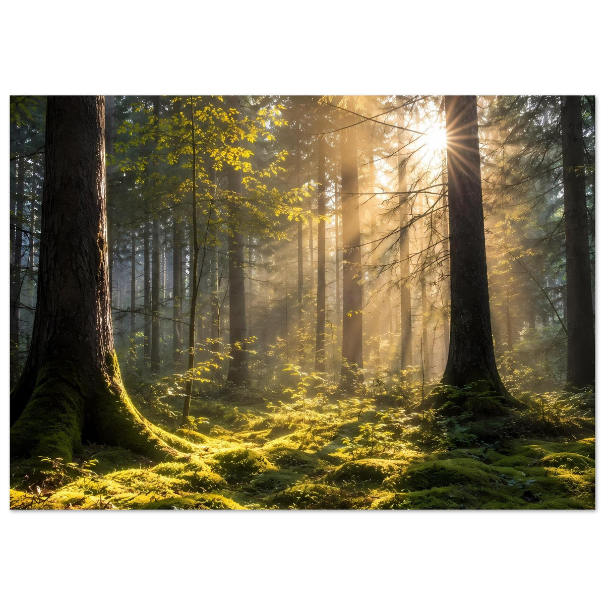 Breites Waldlandschafts-Poster: goldenes Morgenlicht zwischen hohen Bäumen, Moos im Vordergrund