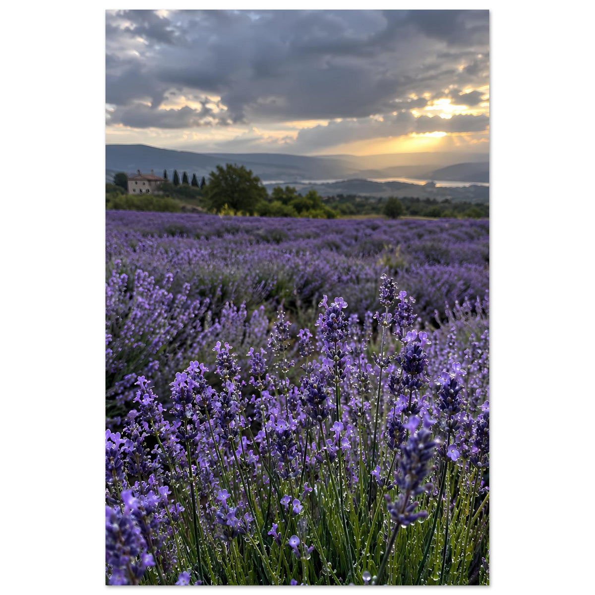 Lavendelfeld-Poster mit violetten Blüten, Sonnenuntergang, Vertikalformat, Landschaft mit Horizont