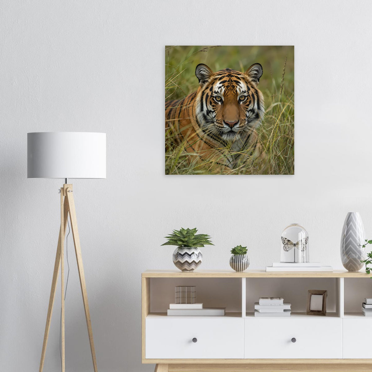 Tiger-Poster mit Blick nach vorn, Tiger im Gras, quadratischer Rahmen