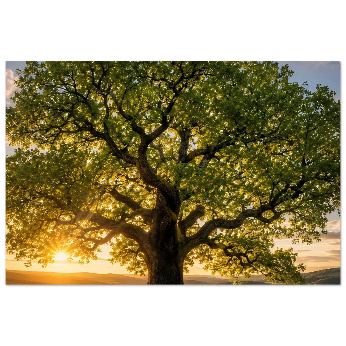 Baum-Poster im Querformat, grüne Krone mit Abendsonne am linken Bildrand