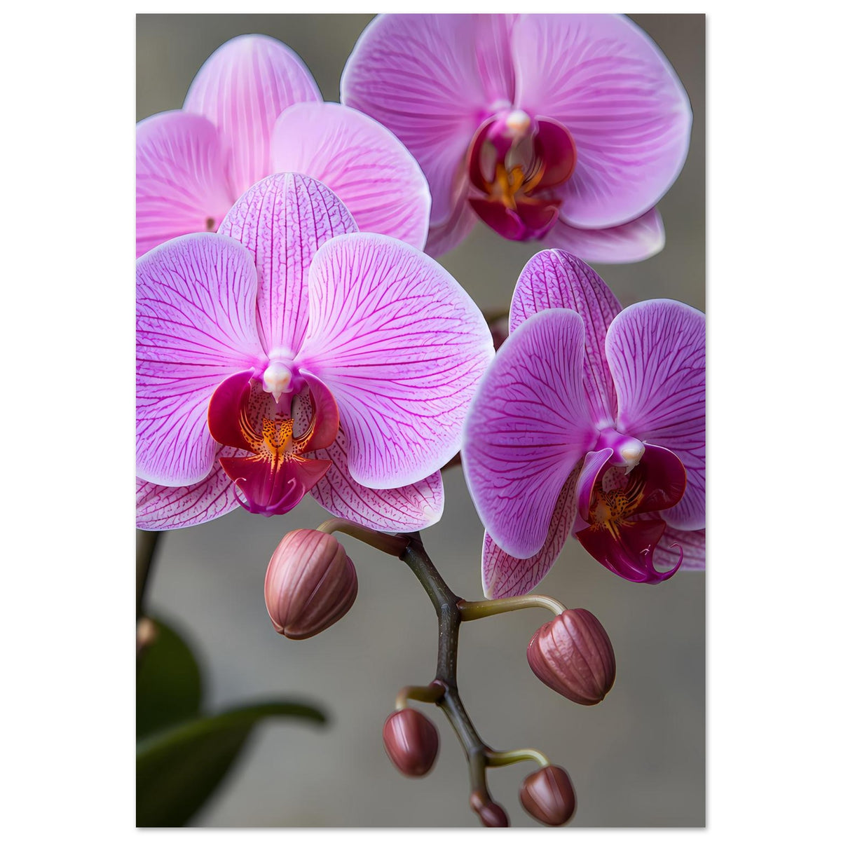 Orchideen-Porträtposter: große rosa-lila Orchideenblüten mit Knospen am Ast
